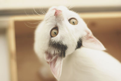 Close-up portrait of white cat