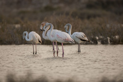 View of birds on beach