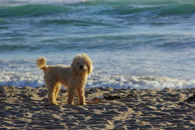 Dog running on beach