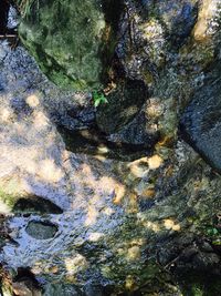 Reflection of trees in water