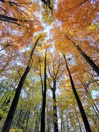 Low angle view of trees in the forest