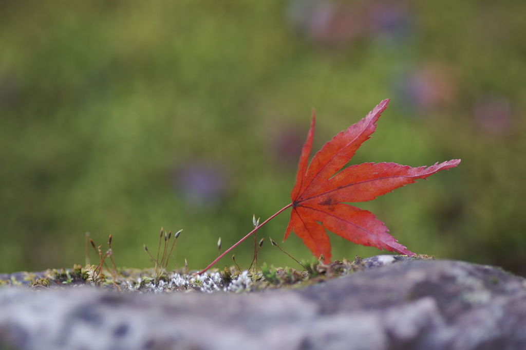 CLOSE-UP OF RED MAPLE LEAF ON BRANCH