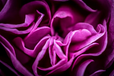 Full frame shot of flower