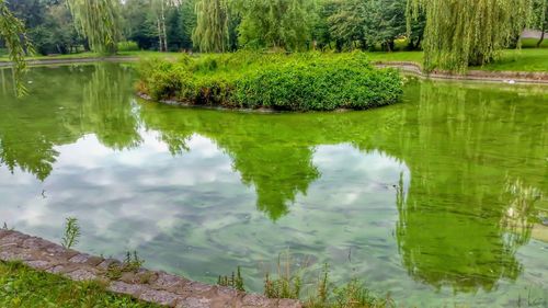 Reflection of trees in lake