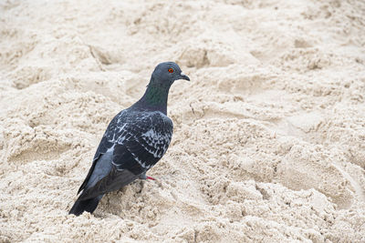 Close-up of pigeon perching on sand