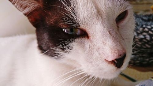 Close-up portrait of cat