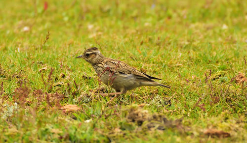 Close-up of bird perching on field