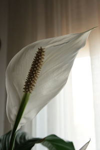 Close-up of white flower