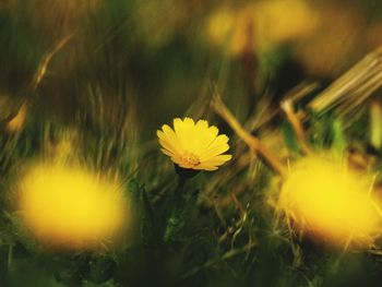 Close-up of yellow flower on field