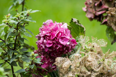 Close-up of pink flowers