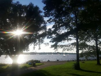 Sun shining through trees