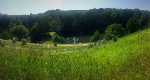 Scenic view of grassy field