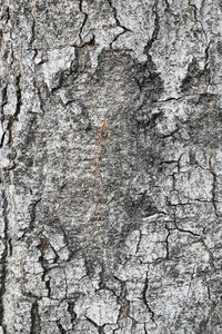 Full frame shot of tree trunk against wall