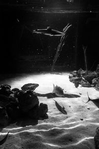Fish swimming in sea