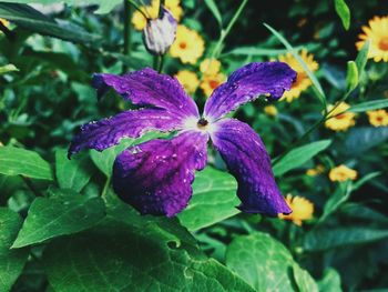 Close-up of purple flowering plant