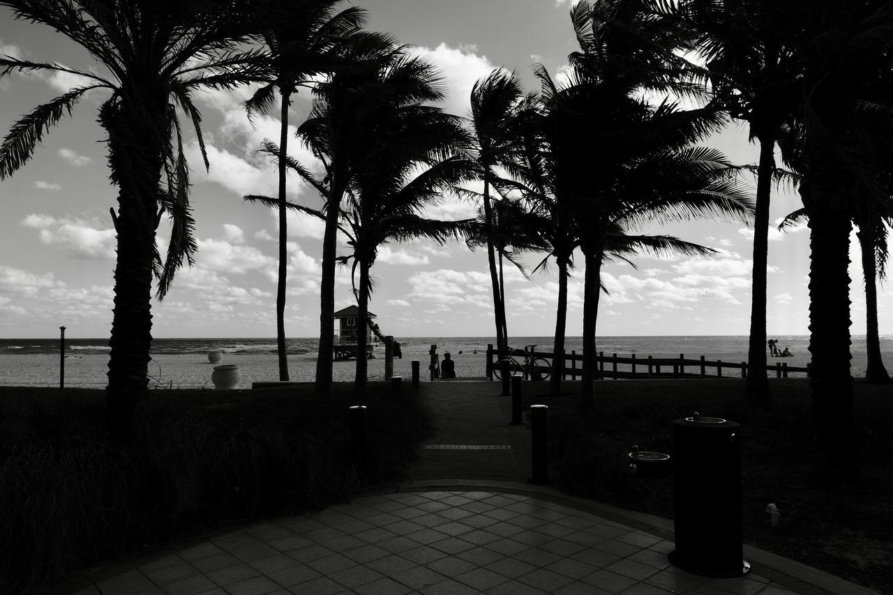 PALM TREES ON BEACH AGAINST SKY