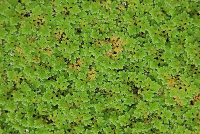 Full frame shot of plants growing on field