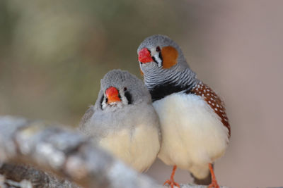 Pair of zebra finches