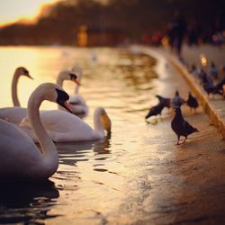 Birds in water