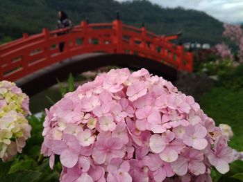 Close-up of pink flowering plants