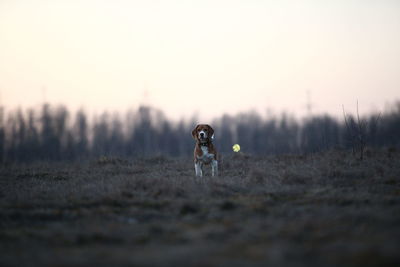 Dog standing on field against clear sky