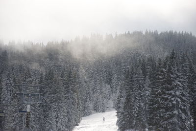 Scenic view of forest during winter