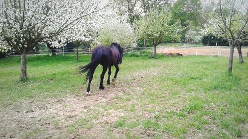 Horse in a field