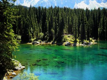 Scenic view of pine trees by lake in forest