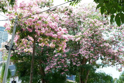 Low angle view of cherry blossoms in spring