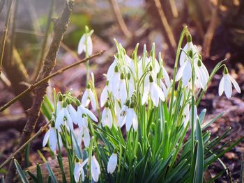 Close-up of plant growing on plant