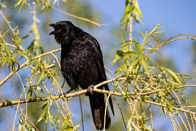 Low angle view of bird perching on branch against sky