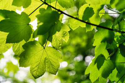 Close-up of green leaves