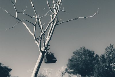 Low angle view of bare tree against sky