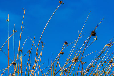 Low angle view of insect against blue sky