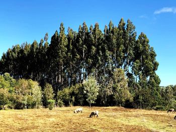 Trees on landscape against sky