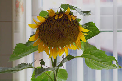 Close-up of sunflower on plant