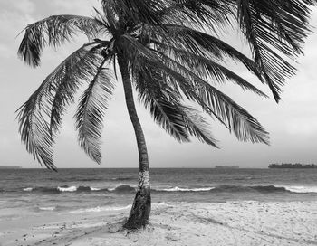 Palm tree by sea against sky