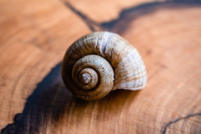 Close-up of snail on hardwood floor