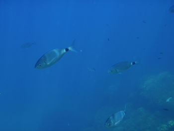 Fish underwater