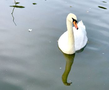 Swan swimming in lake