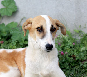 Close-up of stray dog