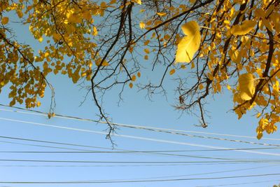 Low angle view of tree against sky