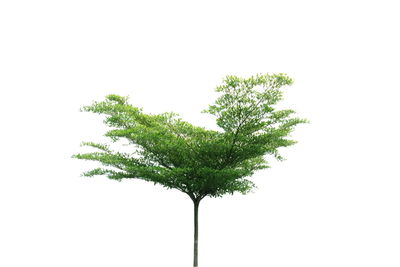 Close-up of tree against white background
