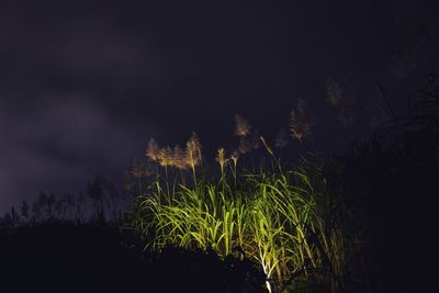 Low angle view of silhouette trees against sky at night