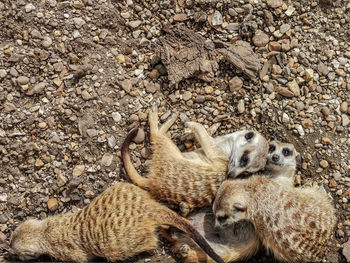 High angle view of sheep on field