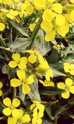 High angle view of yellow flowering plants