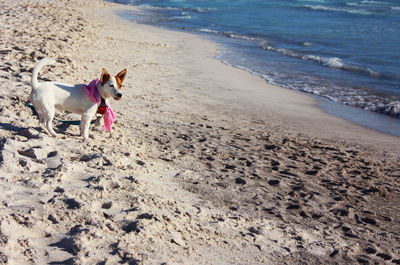 White brown female jack russell terrier puppy with pink bandana around neck by sea on sandy beach