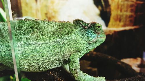 Close-up of chameleon