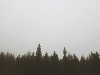 Trees in forest against clear sky