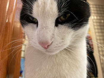 Close-up portrait of a cat